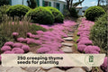 250 Creeping Thyme Seeds - Magic Carpet Thymus serpyllum Ground Cover for Pathways, Borders & Rock Gardens