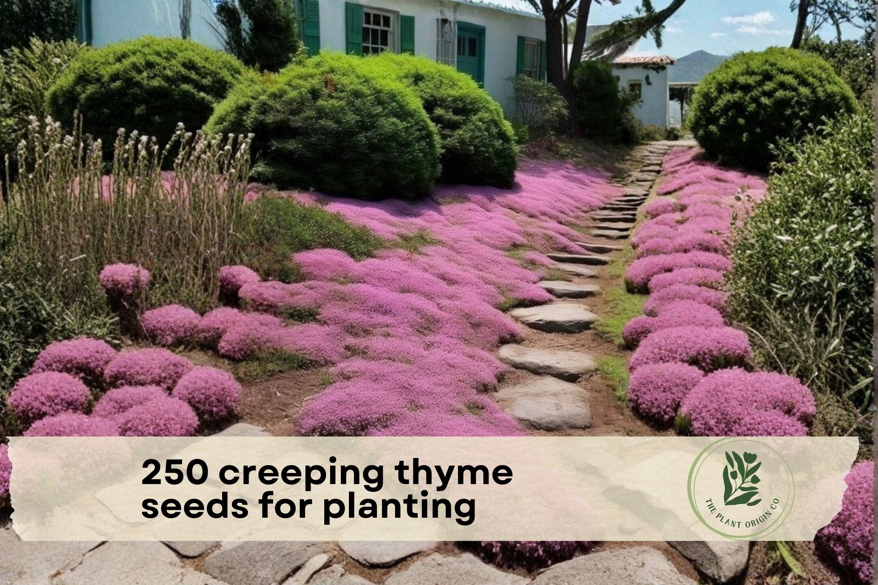 250 Creeping Thyme Seeds - Magic Carpet Thymus serpyllum Ground Cover for Pathways, Borders & Rock Gardens