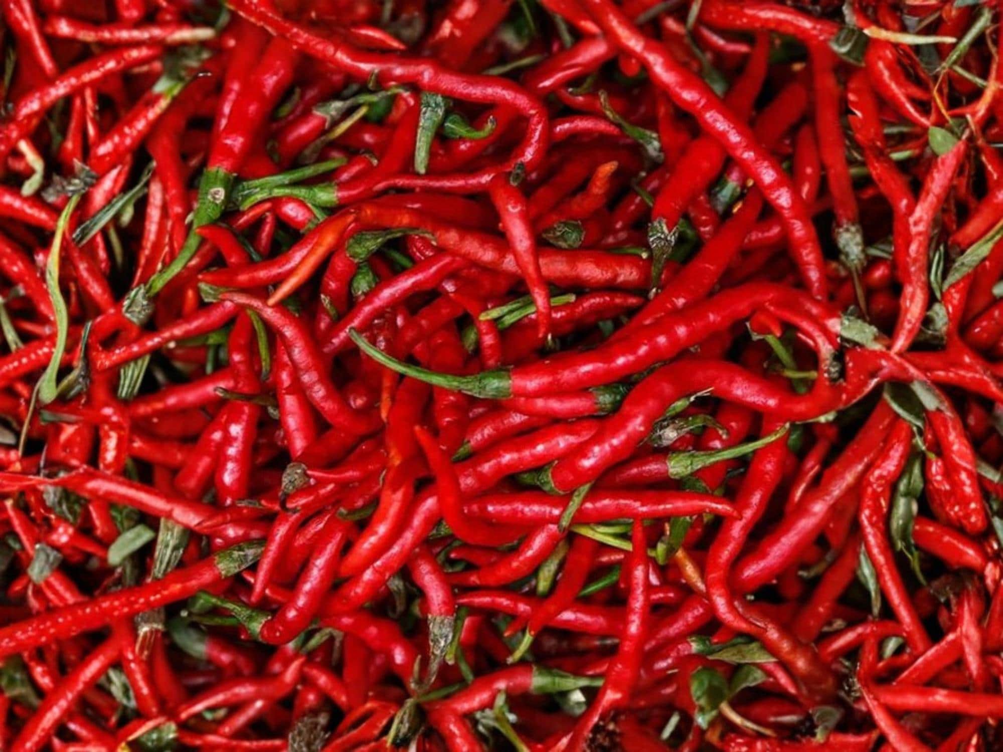 Red Long Cayenne Hot Pepper Seeds – Spicy Chili Vegetable, Heirloom, Non-GMO, 25 Seeds