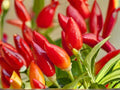 Chile Piquin Hot Pepper Seeds – Wild Chili, Heirloom, Non-GMO, Small, Fiery, 25 Seeds