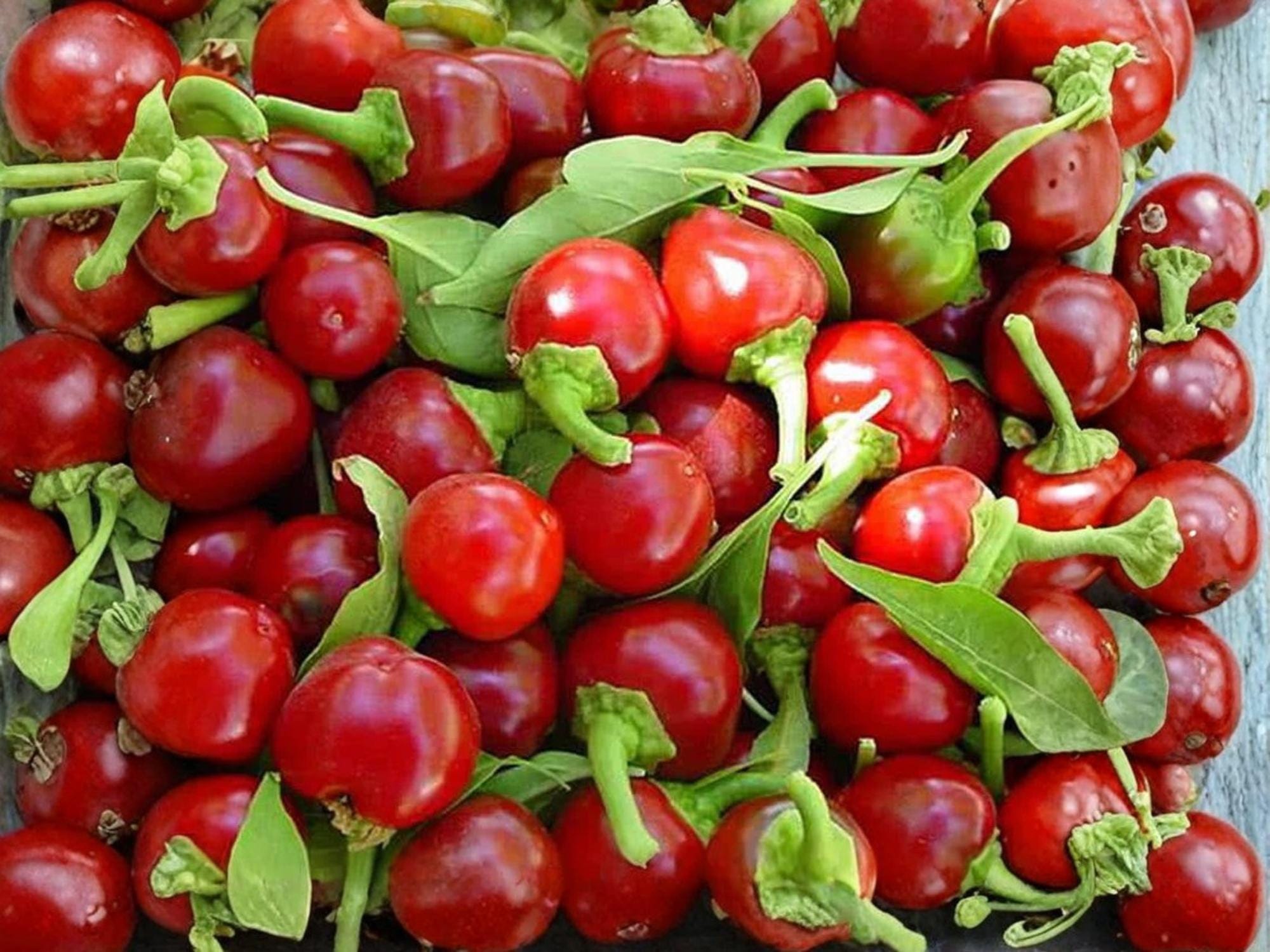 Large Cherry Hot Pepper Seeds – Heirloom, Non-GMO, Round Red Chili Vegetable, Spicy, Thick-Walled, 25 Seeds