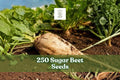 250 Sugar Beet Seeds for Planting | Beta vulgaris | Root Vegetable for Garden Beds & Outdoor Growing