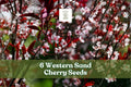 Western Sand Cherry Seeds, Prunus pumila, Ornamental Shrub for Landscaping & Bonsai, 6 Seeds