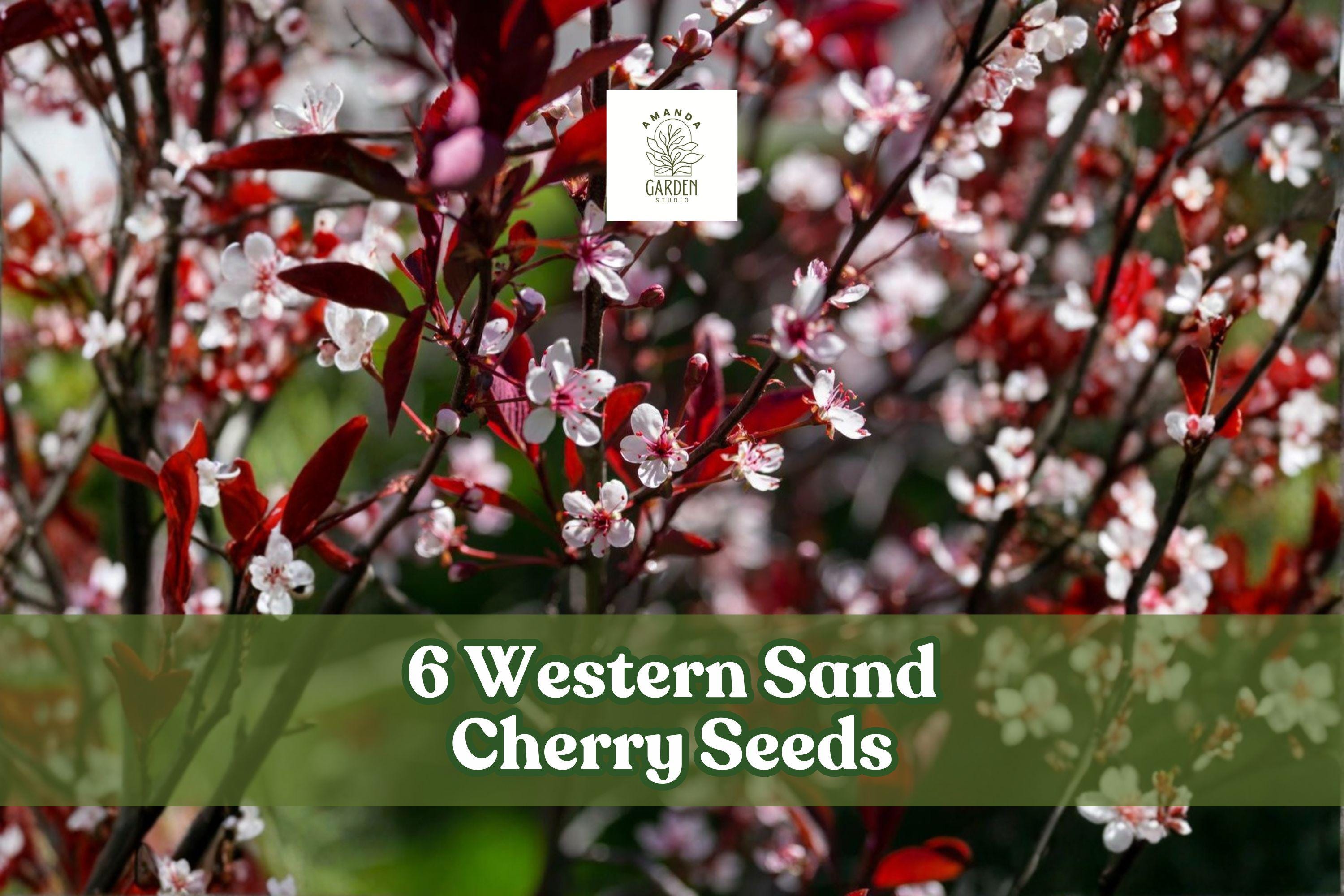 Western Sand Cherry Seeds, Prunus pumila, Ornamental Shrub for Landscaping & Bonsai, 6 Seeds