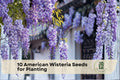 American Wisteria Seeds for Planting – Wisteria frutescens Native Flowering Vine, Purple Blooms, Climbing Perennial