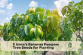 Anna’s Bananas Pawpaw Tree Seeds – Native North American Fruit Tree, Asimina triloba, Deciduous, Food Forest, Rare Fruit Plant