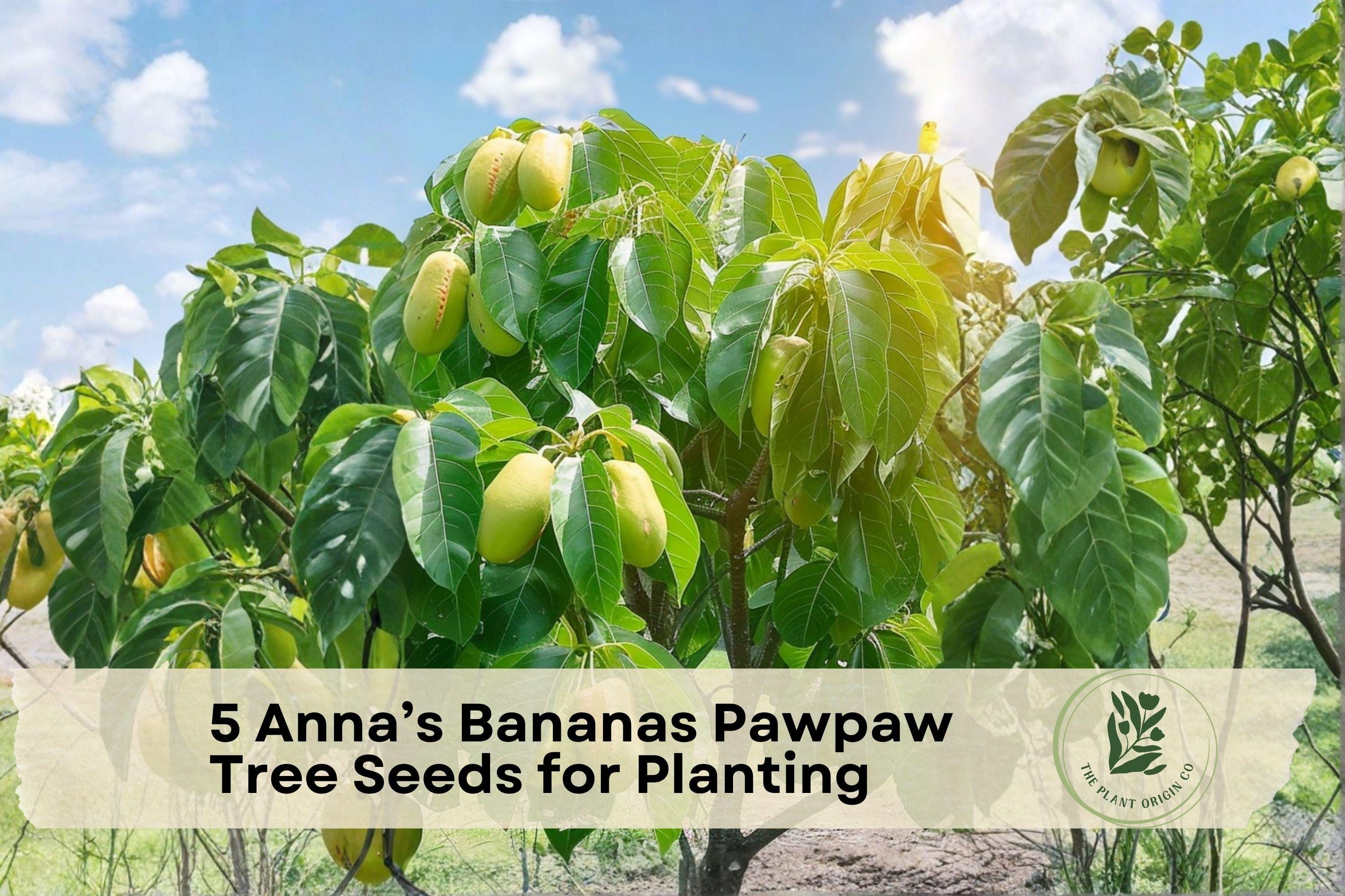 Anna’s Bananas Pawpaw Tree Seeds – Native North American Fruit Tree, Asimina triloba, Deciduous, Food Forest, Rare Fruit Plant
