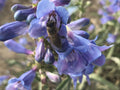 Sand Penstemon Seeds – Native Purple Wildflower, Drought Tolerant, Perennial, Penstemon acuminatus, Pollinator Plant, Xeriscape Garden Seeds