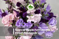 Spencer Ripple Formula Mix Sweet Pea Seeds, Climbing Flowering Annual, Lathyrus odoratus, Mixed Ripple & Striped Blooms