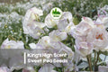 King’s High Scent Sweet Pea Seeds – Fragrant Cream and Lilac Bicolor Blooms, Climbing Vine, Lathyrus odoratus, 50+ Seeds