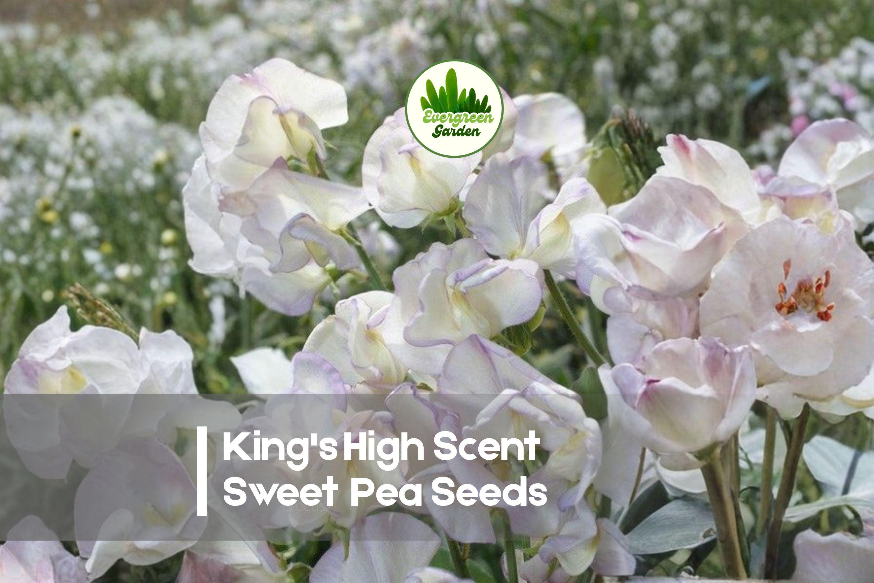 King’s High Scent Sweet Pea Seeds – Fragrant Cream and Lilac Bicolor Blooms, Climbing Vine, Lathyrus odoratus, 50+ Seeds