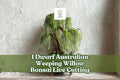 Dwarf Australian Weeping Willow Bonsai Live Cutting | Salix sp. Ornamental Tree for Outdoor & Container Planting
