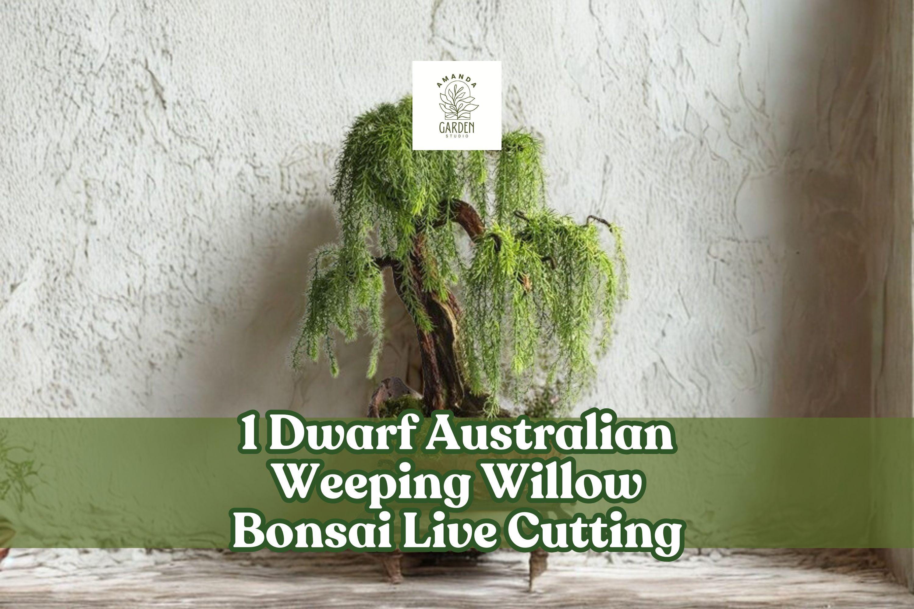 Dwarf Australian Weeping Willow Bonsai Live Cutting | Salix sp. Ornamental Tree for Outdoor & Container Planting