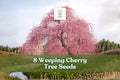 8 Weeping Cherry Tree Seeds for Bonsai & Garden Planting, Prunus sp., Flowering Ornamental Tree, White to Pink Blooms