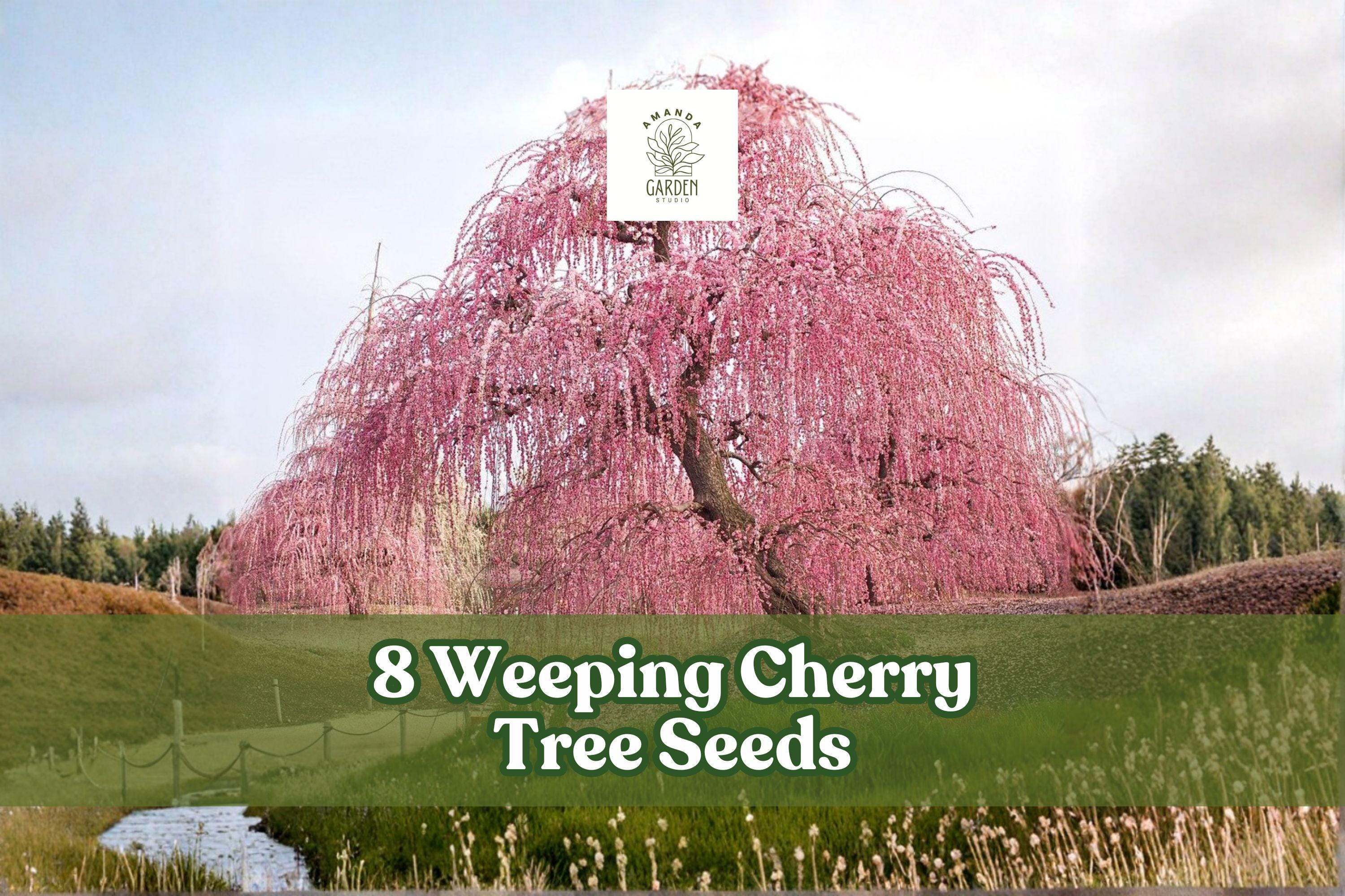 8 Weeping Cherry Tree Seeds for Bonsai & Garden Planting, Prunus sp., Flowering Ornamental Tree, White to Pink Blooms