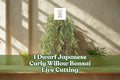 Dwarf Japanese Curly Willow Bonsai Live Cutting, Salix sp., Twisted Branches, Bare Root for Container & Outdoor Planting