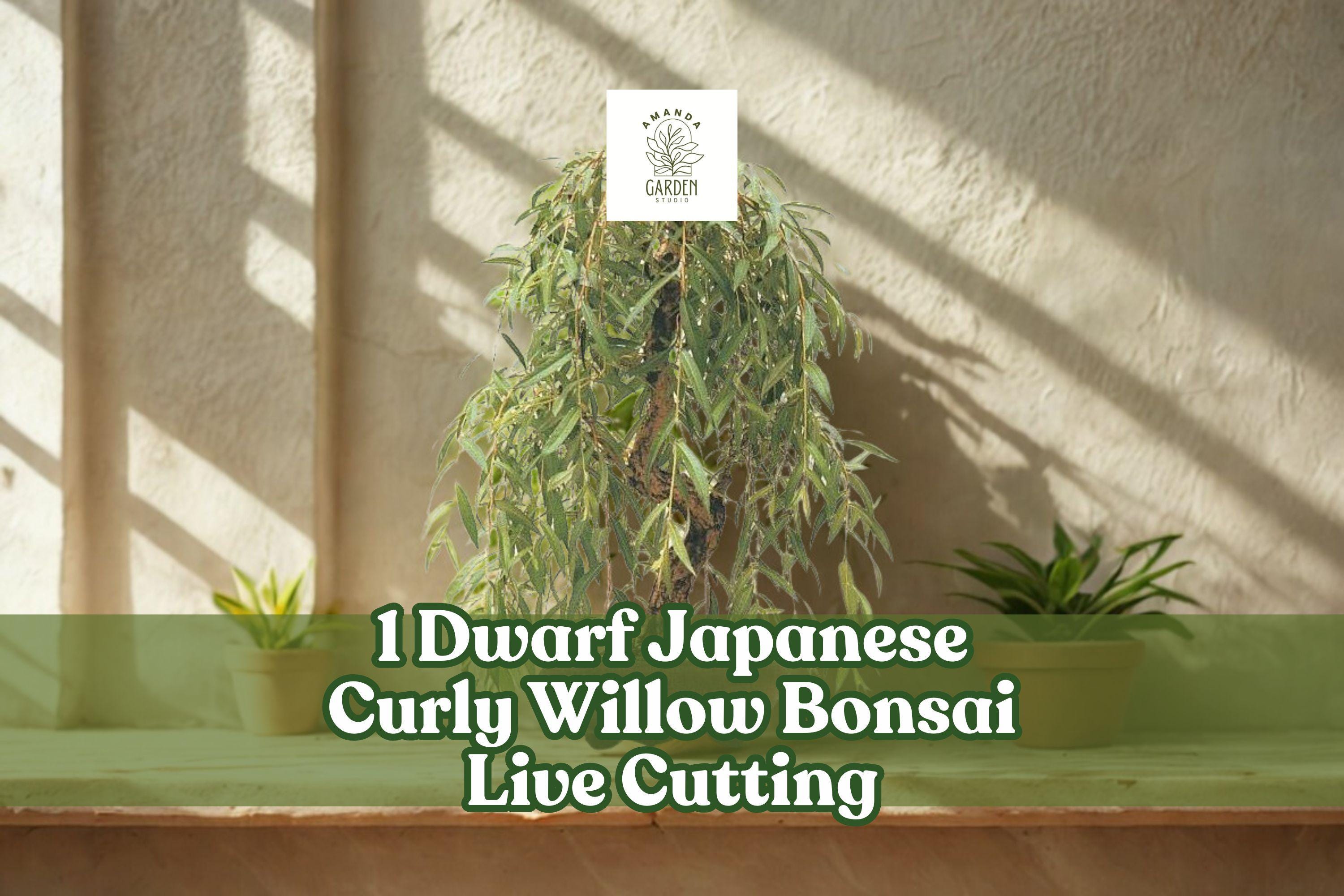 Dwarf Japanese Curly Willow Bonsai Live Cutting, Salix sp., Twisted Branches, Bare Root for Container & Outdoor Planting