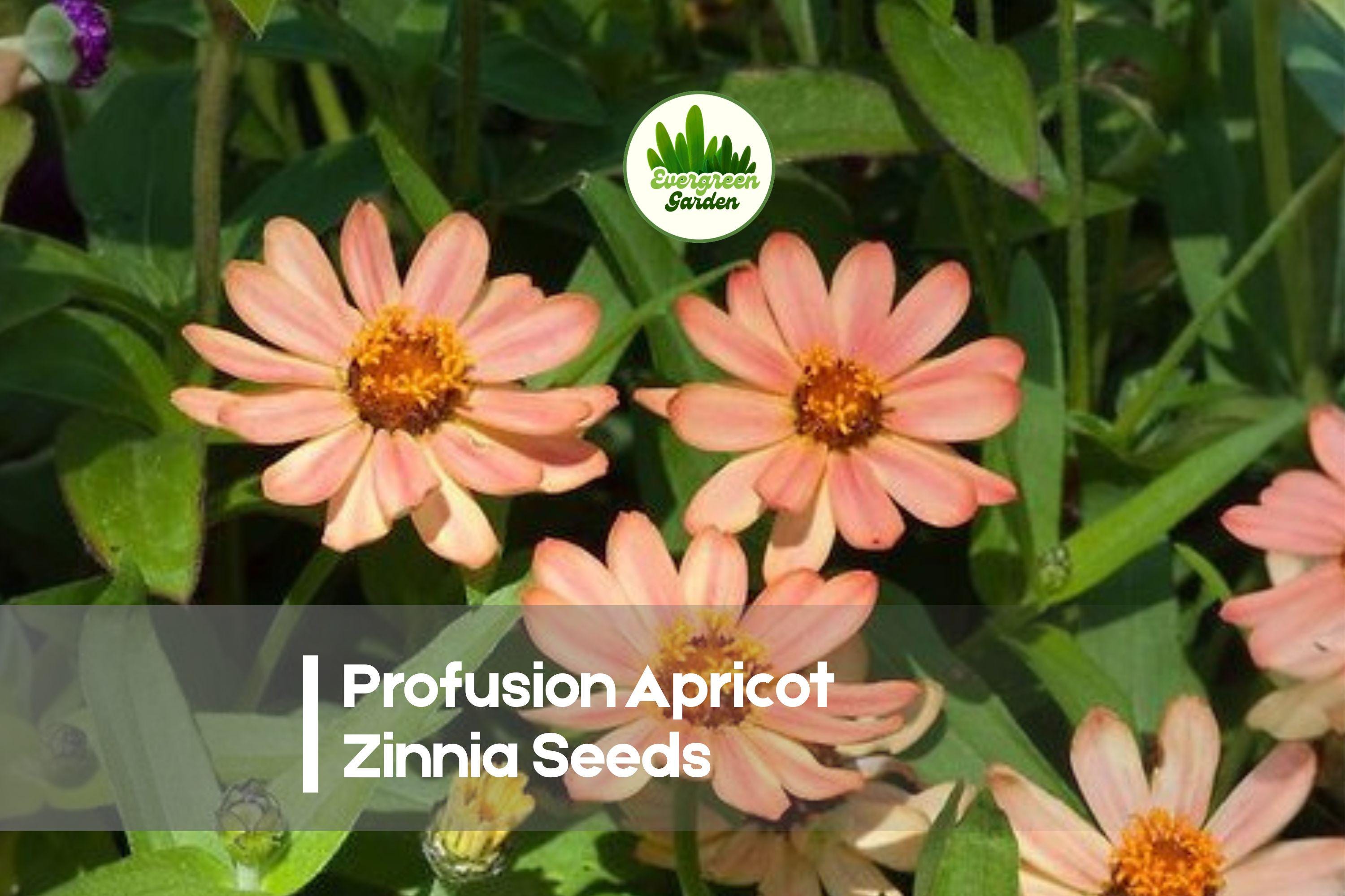 Profusion Apricot Zinnia Seeds, Annual Flower, Soft Apricot & Peach Blooms, Zinnia hybrida, Butterfly & Pollinator Friendly