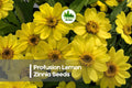 Profusion Lemon Zinnia Seeds - Bright Lemon Yellow Blooms, Annual, Zinnia hybrida, Sun-loving, Pollinator-Friendly, Easy to Grow