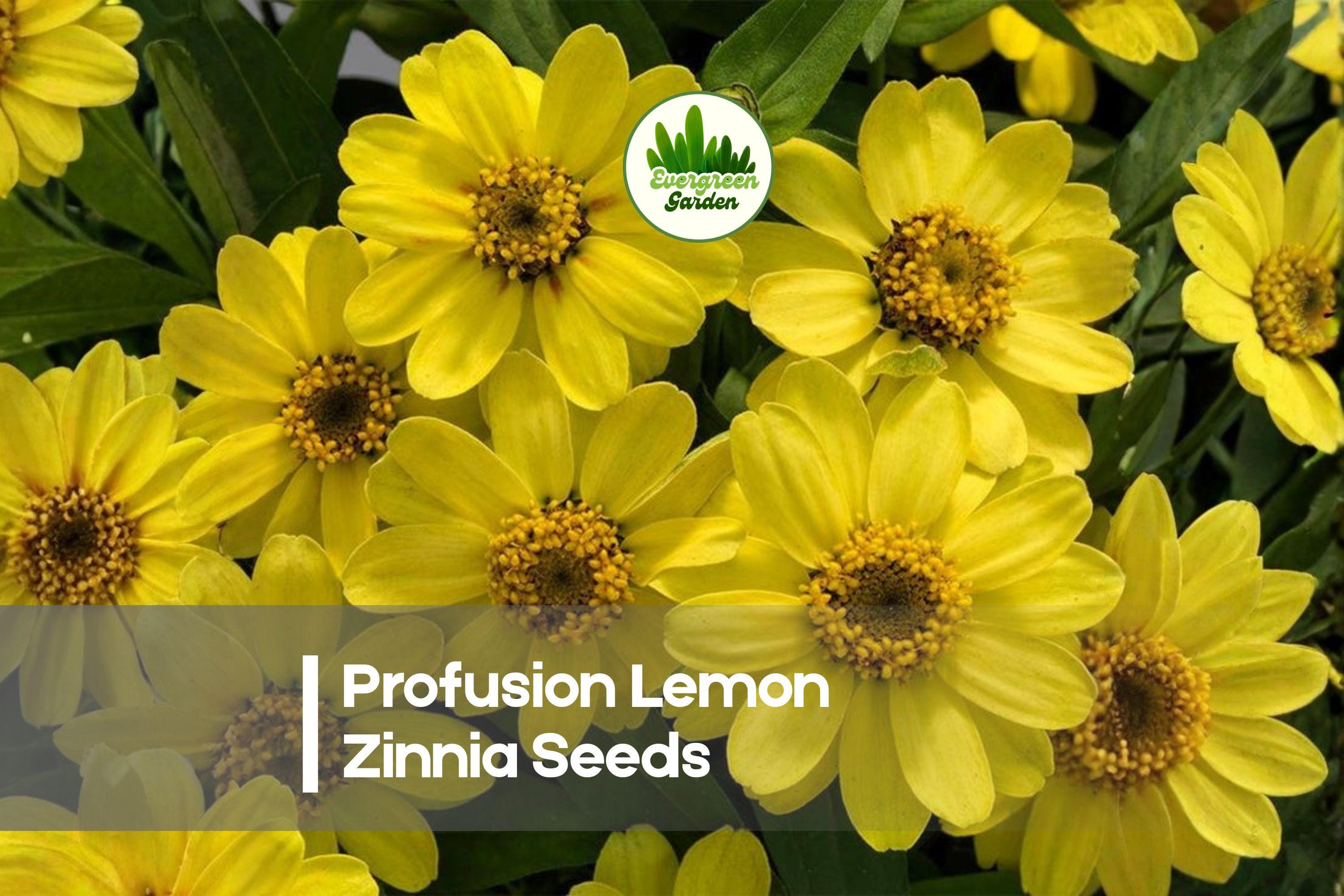 Profusion Lemon Zinnia Seeds - Bright Lemon Yellow Blooms, Annual, Zinnia hybrida, Sun-loving, Pollinator-Friendly, Easy to Grow