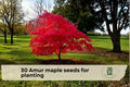 30 Amur Maple Tree Seeds for Planting | Acer tataricum subsp. ginnala | Ornamental Deciduous Tree for Gardens & Landscaping