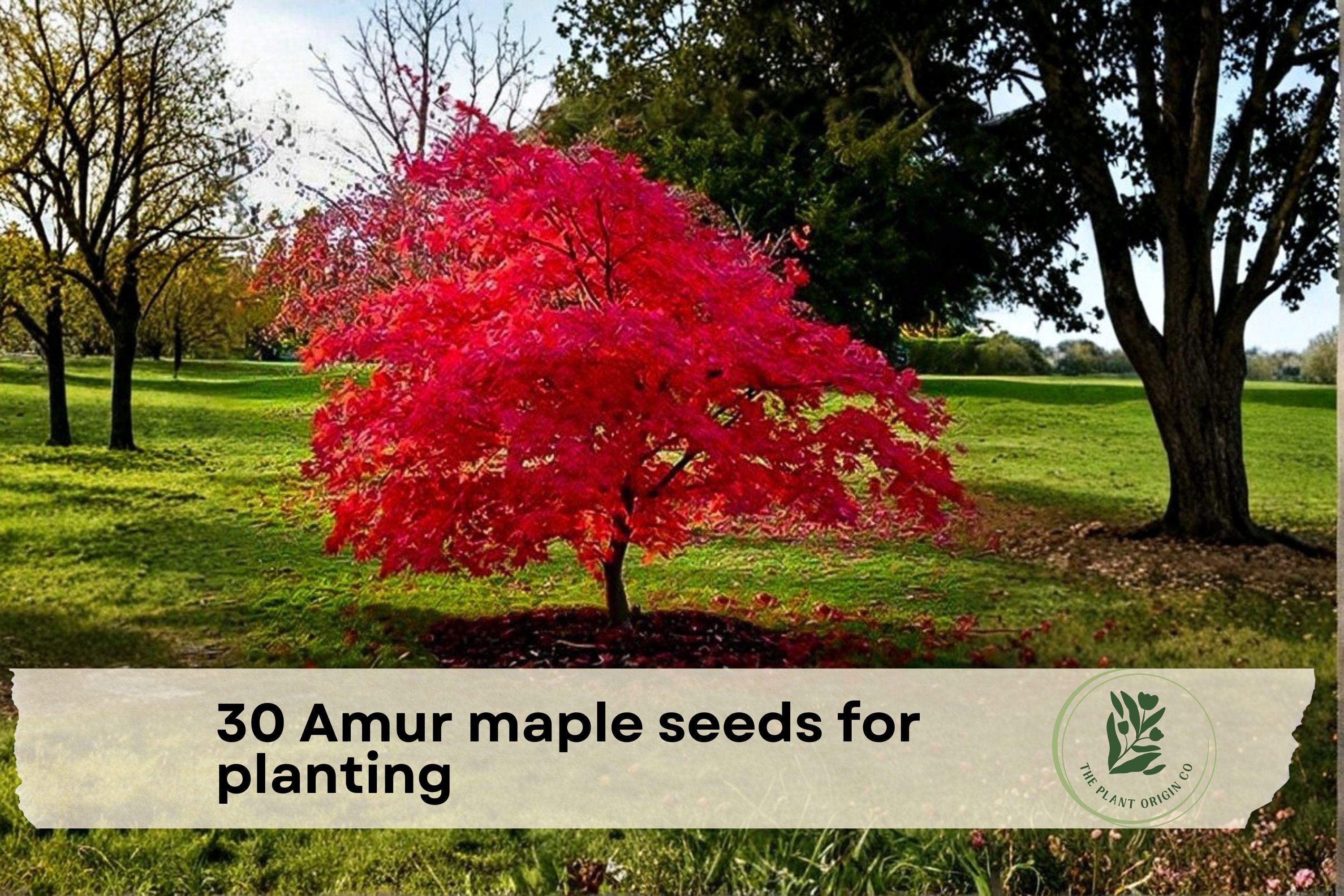 30 Amur Maple Tree Seeds for Planting | Acer tataricum subsp. ginnala | Ornamental Deciduous Tree for Gardens & Landscaping