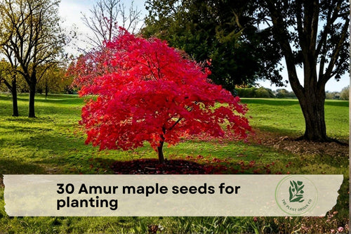 30 Amur Maple Tree Seeds for Planting | Acer tataricum subsp. ginnala | Ornamental Deciduous Tree for Gardens & Landscaping