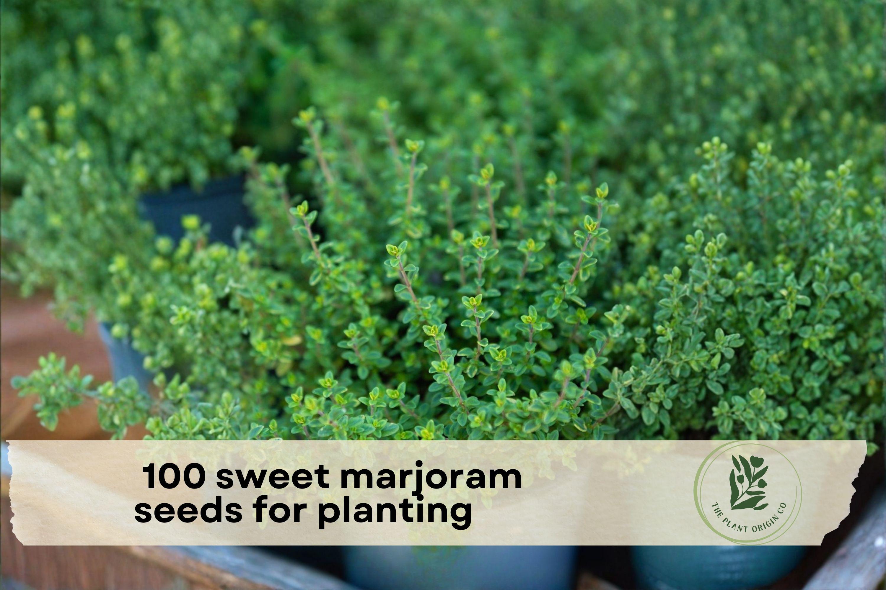 100 Sweet Marjoram Seeds for Planting - Aromatic Perennial Herb (Origanum majorana) for Herb Gardens & Containers