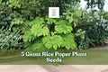 Giant Rice Paper Plant Seeds – Ornamental Foliage, Tetrapanax papyrifer, Large Tropical Leaves, Garden Planting