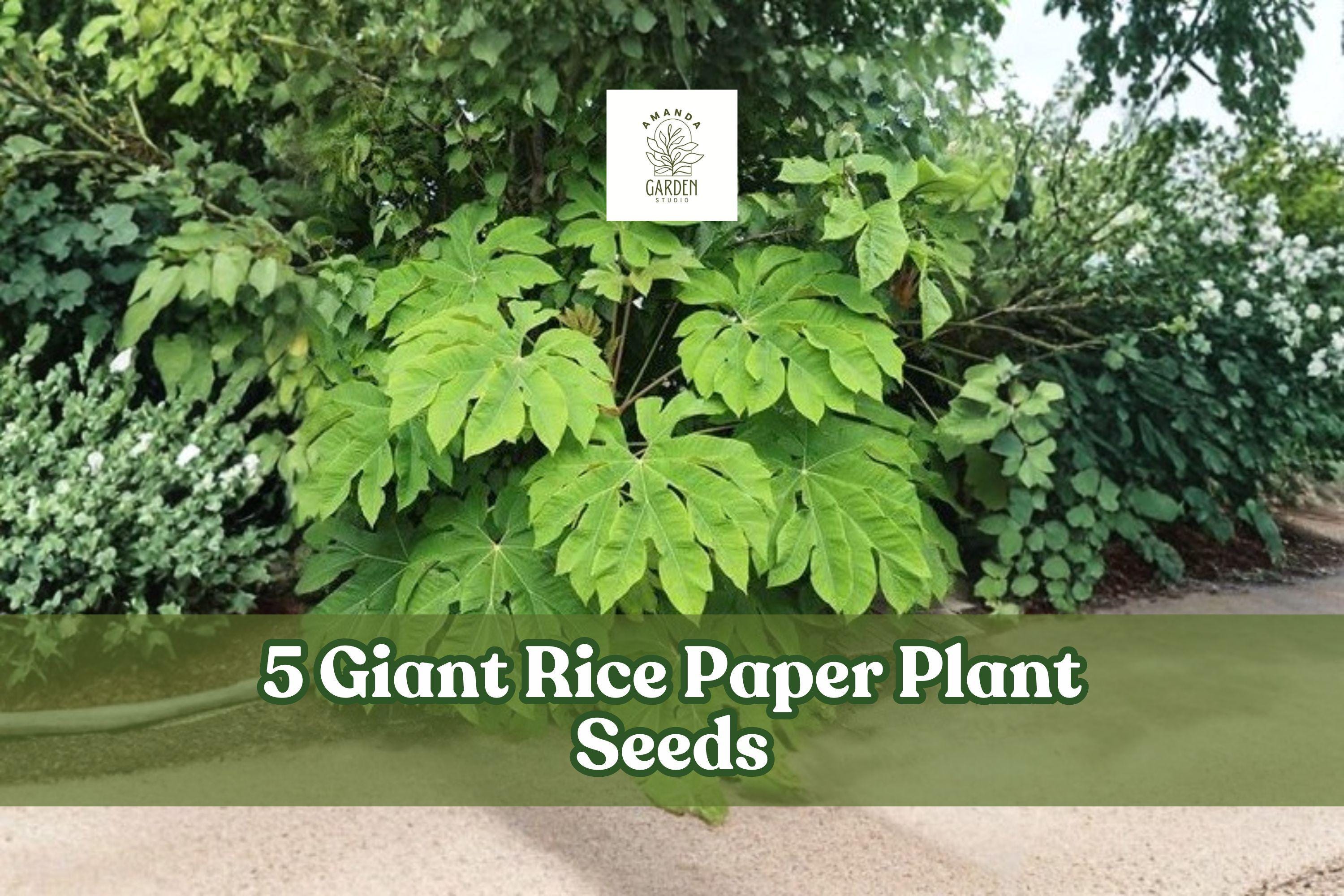 Giant Rice Paper Plant Seeds – Ornamental Foliage, Tetrapanax papyrifer, Large Tropical Leaves, Garden Planting