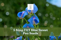 King TUT Blue Sweet Pea Seeds – Lathyrus sativus ‘azureus’ Climbing Flowering Vine for Garden, Ornamental, Ground Cover