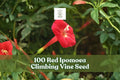 Red Ipomoea Climbing Vine Seeds – Fast-Growing Ornamental Flowering Vine for Trellises & Fences, Ipomoea spp.