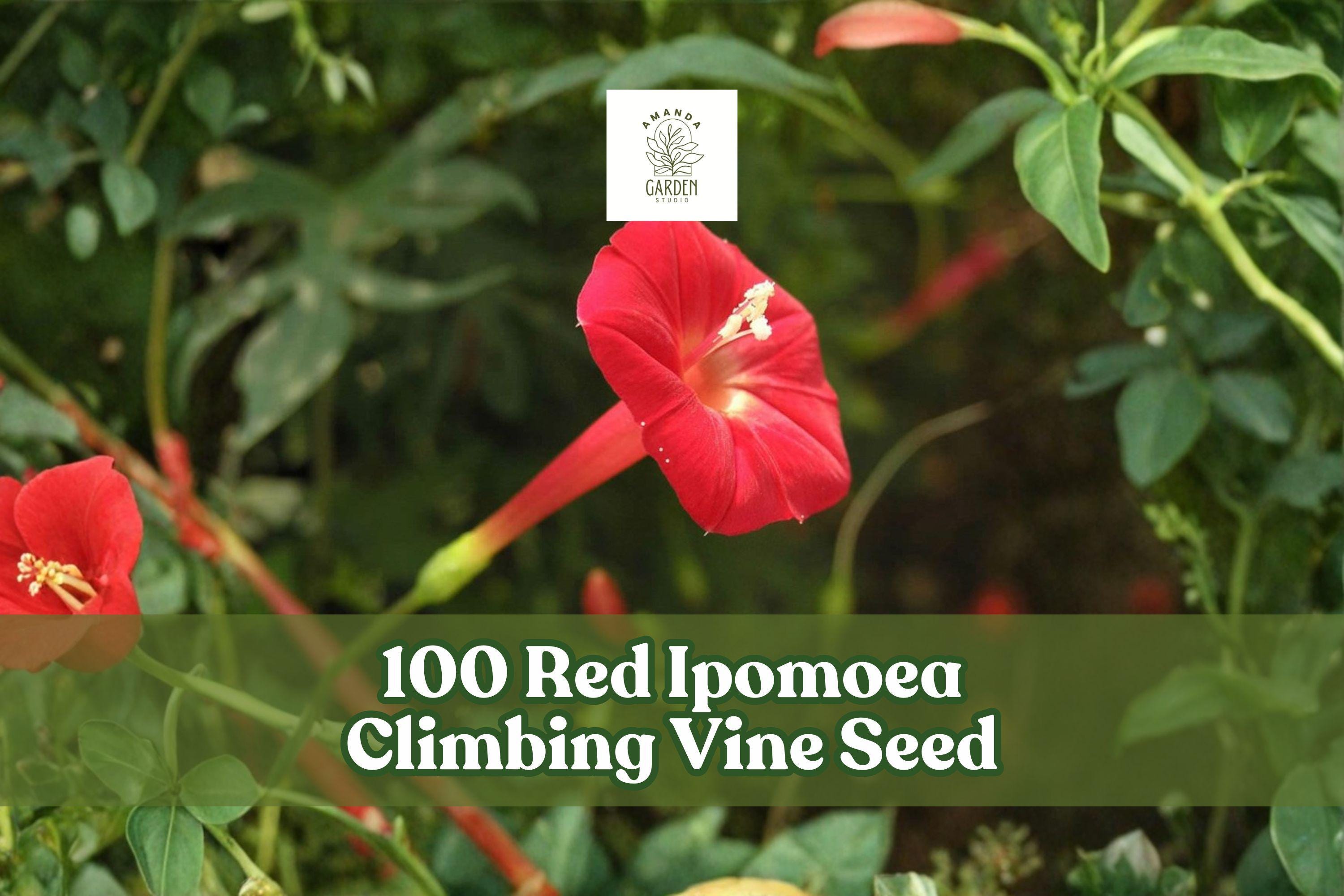 Red Ipomoea Climbing Vine Seeds – Fast-Growing Ornamental Flowering Vine for Trellises & Fences, Ipomoea spp.