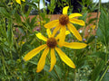 Rudbeckia laciniata ‘Ampla’ Seeds – Cutleaf Coneflower – Native Perennial Wildflower – 50 Seeds