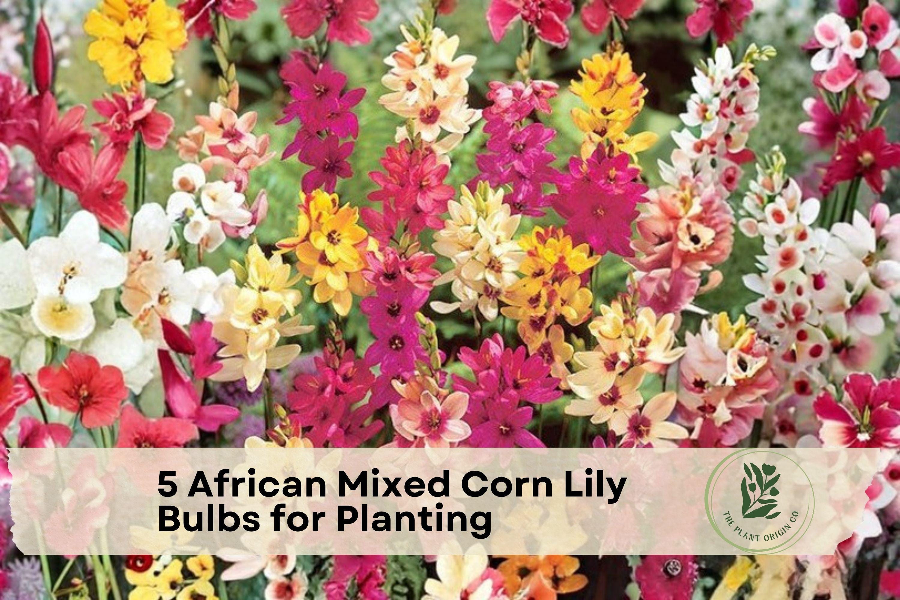 African Corn Lily Bulbs, Mixed Color Ixia Flower Bulbs for Planting, Spring Blooming, Well-Draining Soil, Garden Beds & Containers