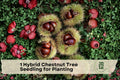 Hybrid Chestnut Tree Seedling for Planting | Nut Tree, Shade, Ornamental | Castanea hybrid