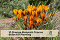 10 Orange Monarch Crocus Bulbs for Planting - Bright Orange Spring-Flowering Crocus chrysanthus for Gardens, Borders, Containers