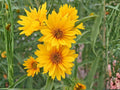 Helianthus maximiliani Seeds – Maximilian’s Sunflower Native Perennial Wildflower for Prairie Gardens & Wildlife Habitat