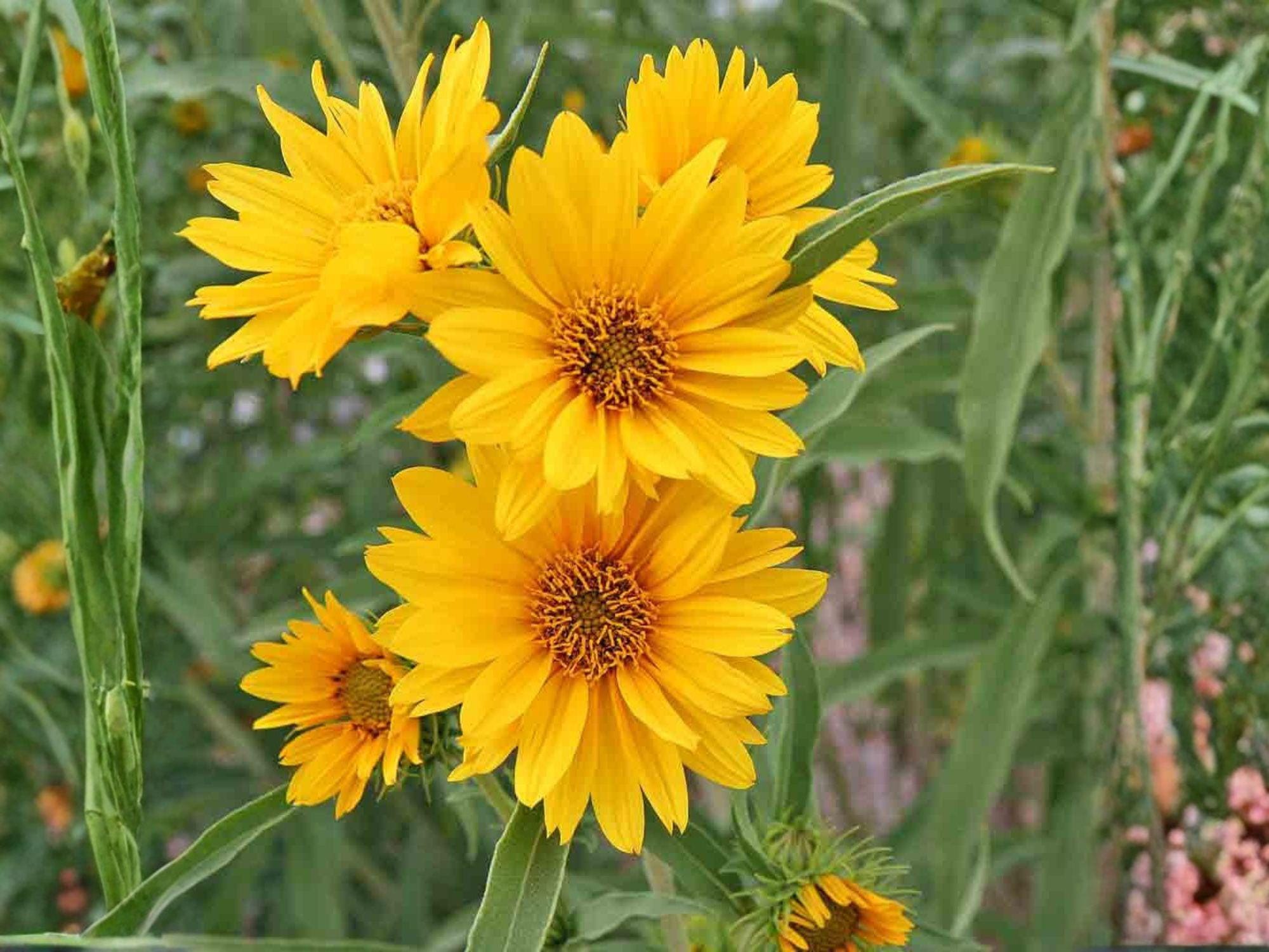 Helianthus maximiliani Seeds – Maximilian’s Sunflower Native Perennial Wildflower for Prairie Gardens & Wildlife Habitat