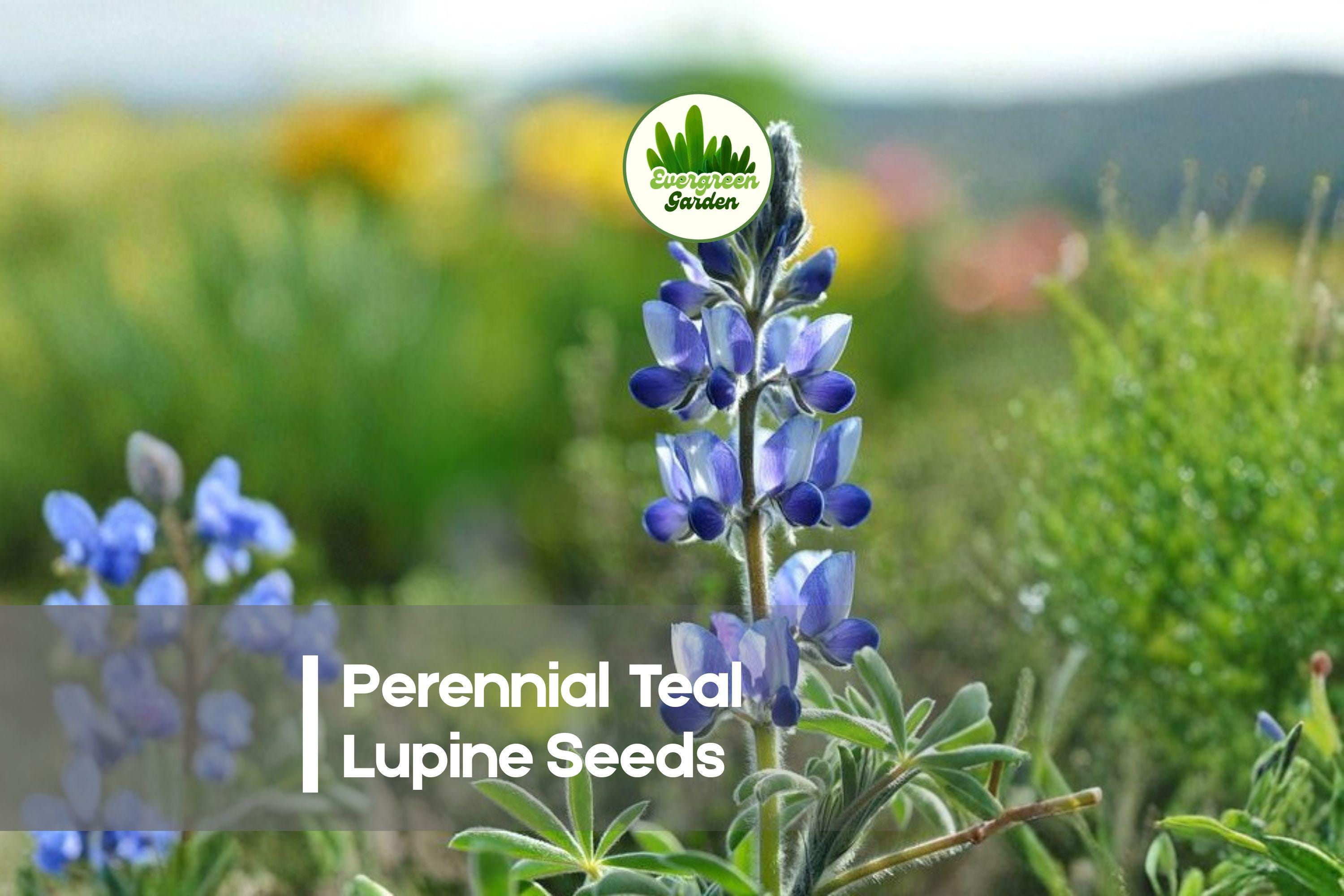 Perennial Teal Lupine Seeds – Blue-Green Flower Spikes for Borders, Cottage Gardens & Pollinator Gardens – Lupinus polyphyllus
