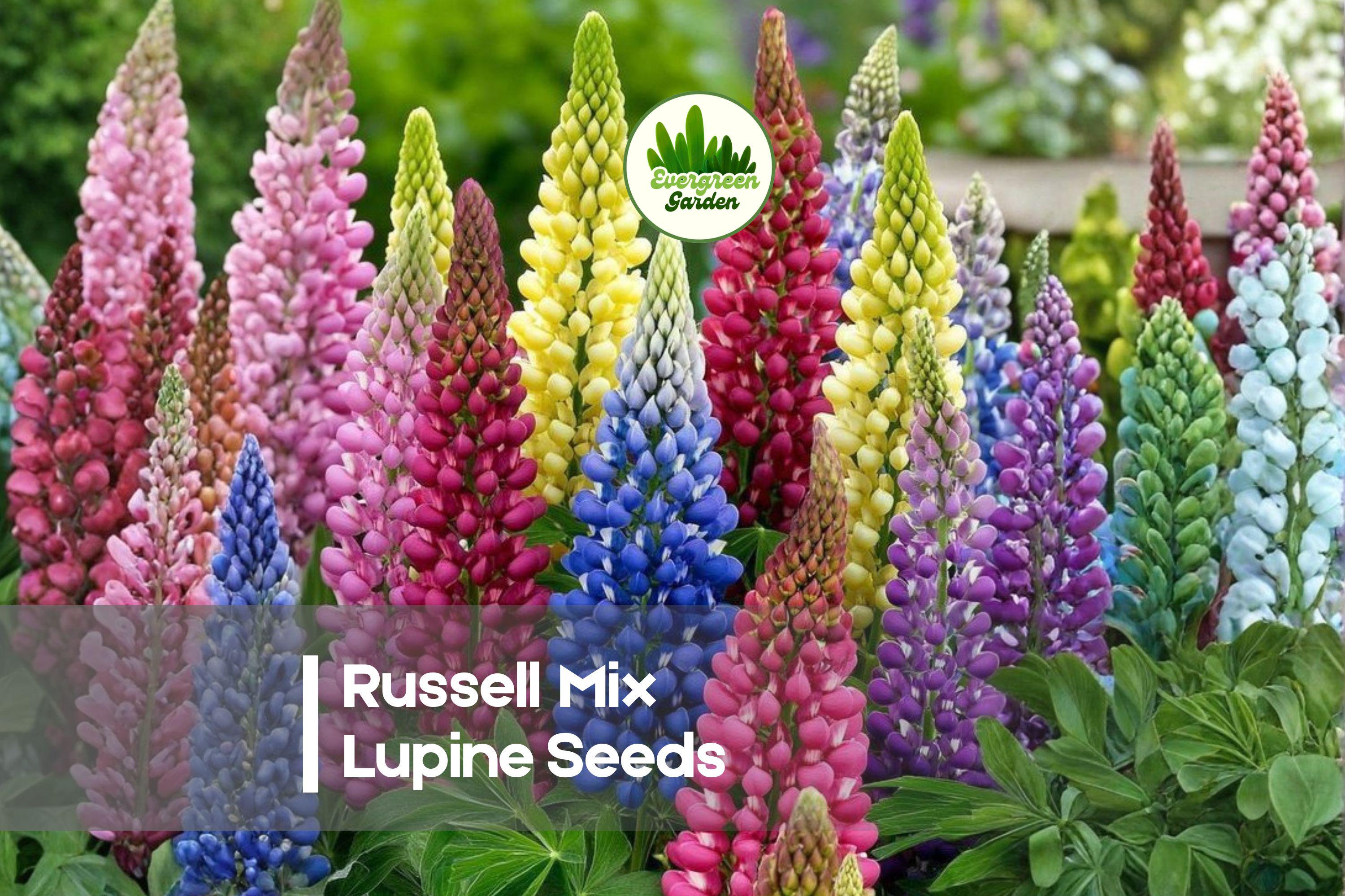 25+ Russell Mix Lupine Seeds - Perennial Flowering Seeds for Borders, Cottage Gardens, Pollinator Gardens, Vibrant Colorful Blooms
