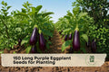 Long Purple Eggplant Seeds – Non-GMO Heirloom Solanum melongena for Home Gardens & Vegetable Plots
