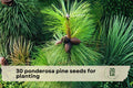 30 Ponderosa Pine Seeds for Planting | Evergreen Conifer Tree | Western Yellow Pine | Pinus ponderosa