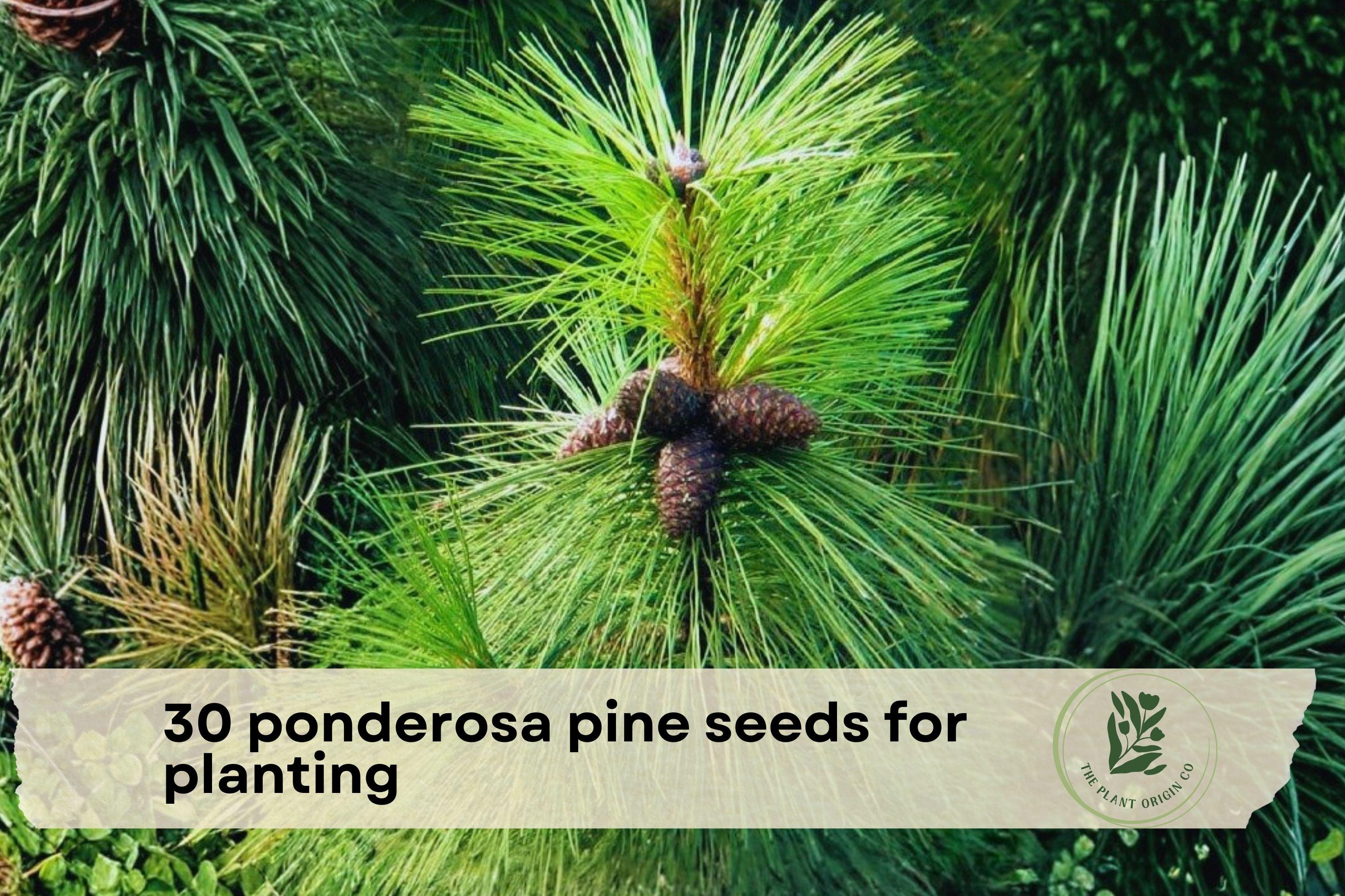30 Ponderosa Pine Seeds for Planting | Evergreen Conifer Tree | Western Yellow Pine | Pinus ponderosa