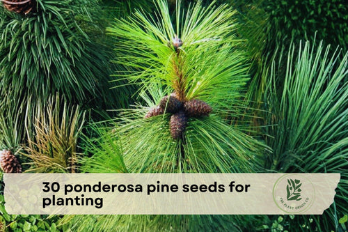 30 Ponderosa Pine Seeds for Planting | Evergreen Conifer Tree | Western Yellow Pine | Pinus ponderosa