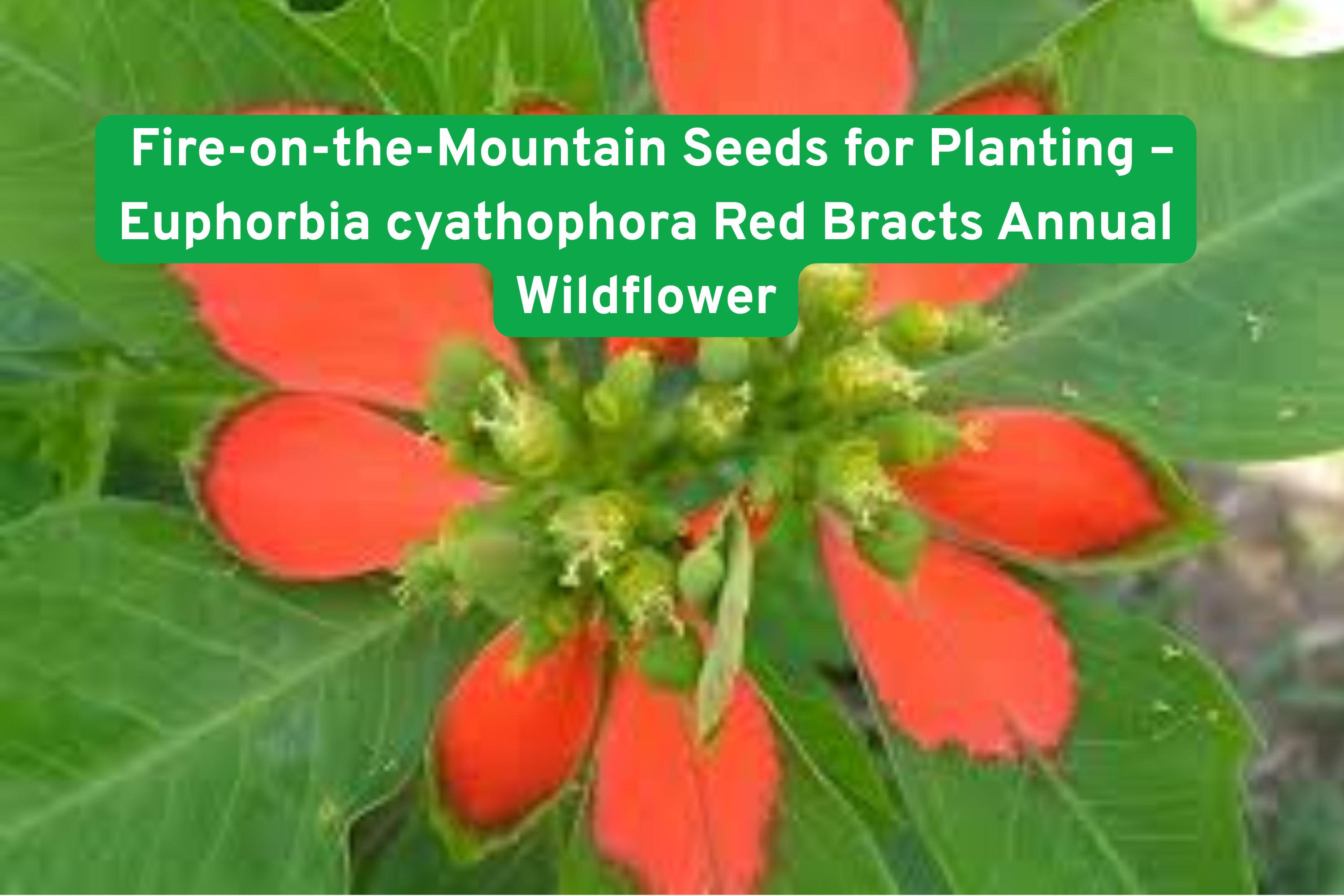 Fire-on-the-Mountain Seeds – Euphorbia cyathophora Annual Wildflower with Red Bracts, Drought Tolerant, Pollinator-Friendly