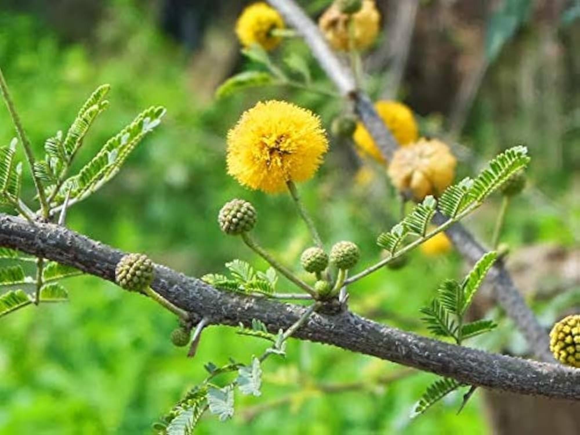 Acacia Arabica Seeds | Gum Arabic Tree, Medicinal, Drought Tolerant, Vachellia nilotica, 5 Seeds