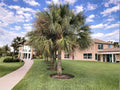 Sabal Palmetto Seeds, Cold Hardy Palm Tree, Native Florida Palmetto, Swamp Cabbage, 5 Seeds