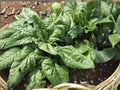 Viroflay Spinach Seeds – Large Leaf Heirloom, Non-GMO, Cool-Season Vegetable, 100 Seeds