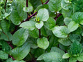 Red Stem Malabar Spinach Seeds – Heat-Tolerant Climbing Vegetable, Non-GMO, Tropical Green, Edible Ornamental, Vining Plant